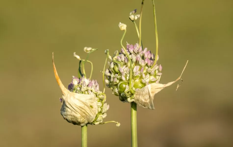 Wild onion