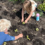 Kids planting lettuce