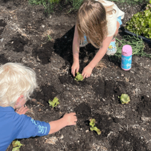 Kids planting lettuce