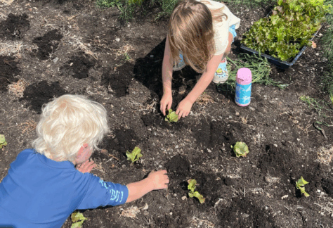 Kids planting lettuce