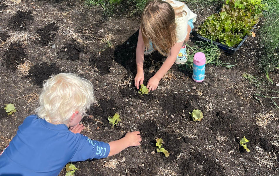 Kids planting lettuce