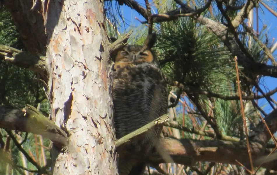 Great horned owl