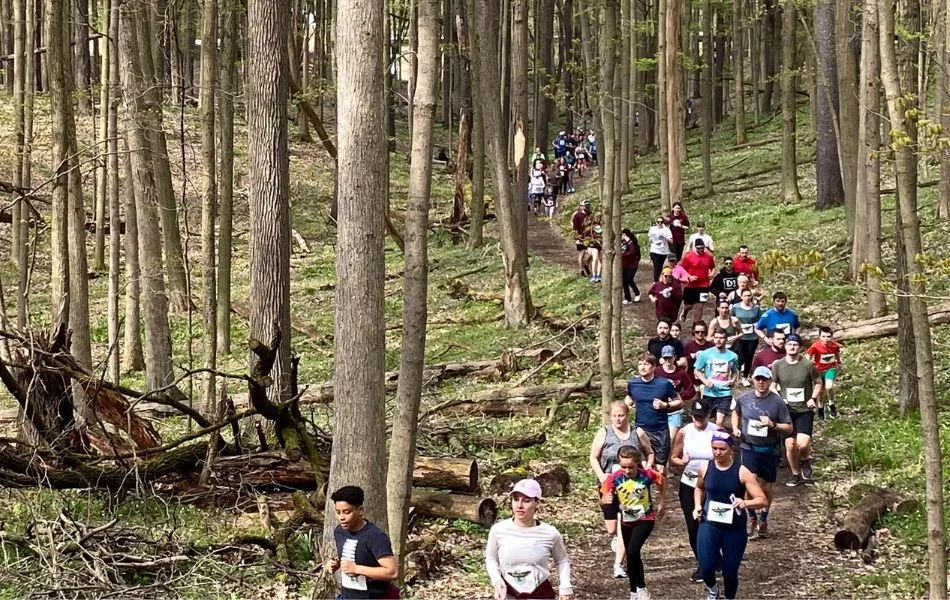 people walking through forest