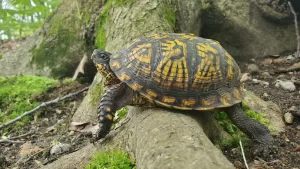 Eastern Box Turtle 