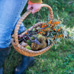 foraging kalamazoo nature center michigan