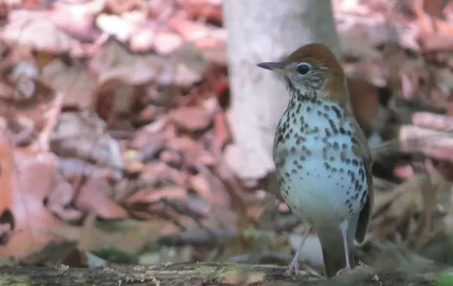 Wood Thrush JB Wood Thrush