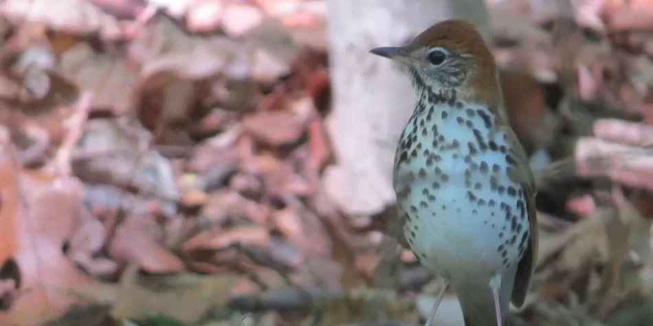 Wood Thrush JB Wood Thrush