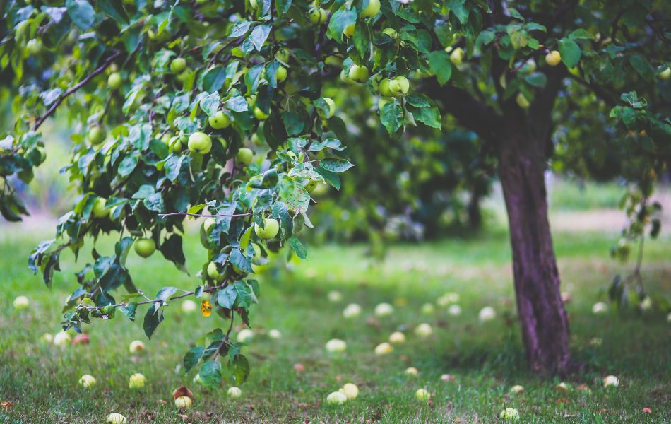 Apple tree