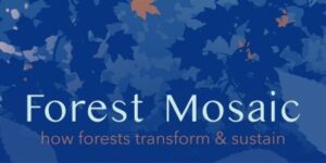 Forest Mosaic