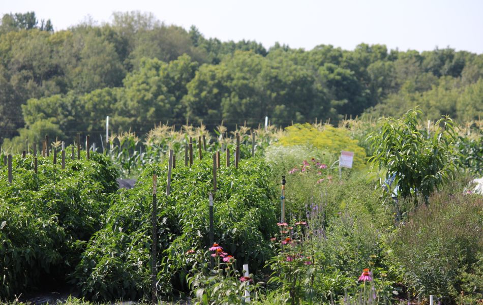 Farm in August