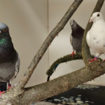Kalamazoo Nature Center pigeon animal ambassadors