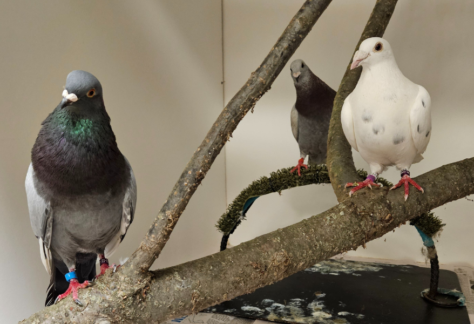 Kalamazoo Nature Center pigeon animal ambassadors