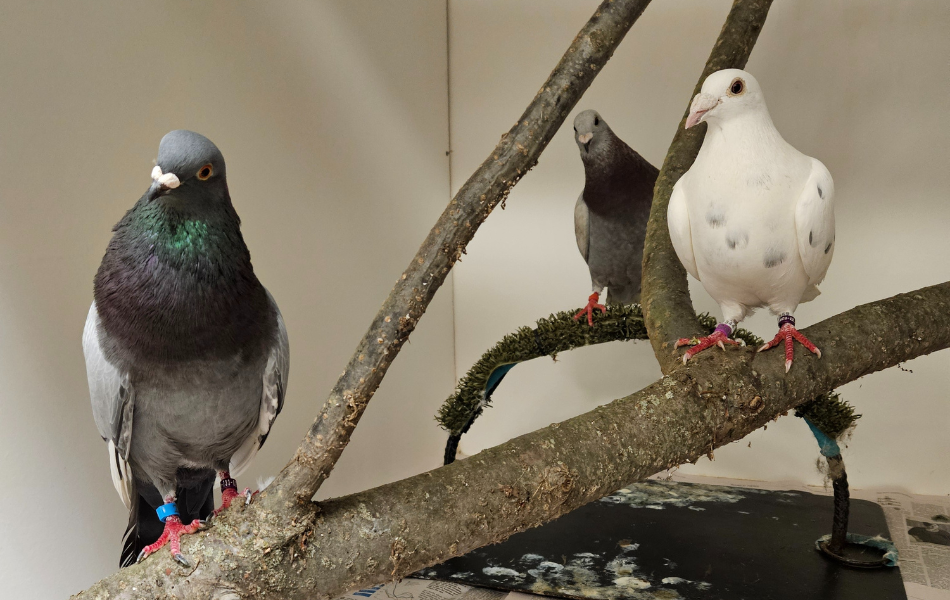Kalamazoo Nature Center pigeon animal ambassadors