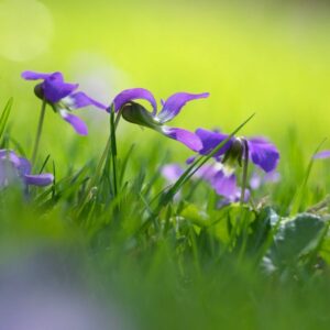 small violets in grass