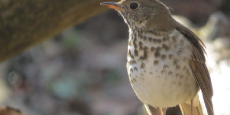 Hermit thrush Kleinstuck 950×600