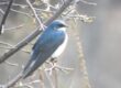 Tree Swallow