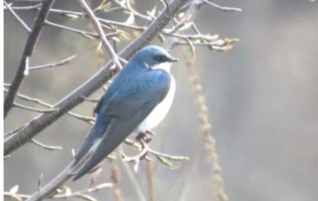 Tree Swallow Kleinstuck 950×600 Tree Swallow