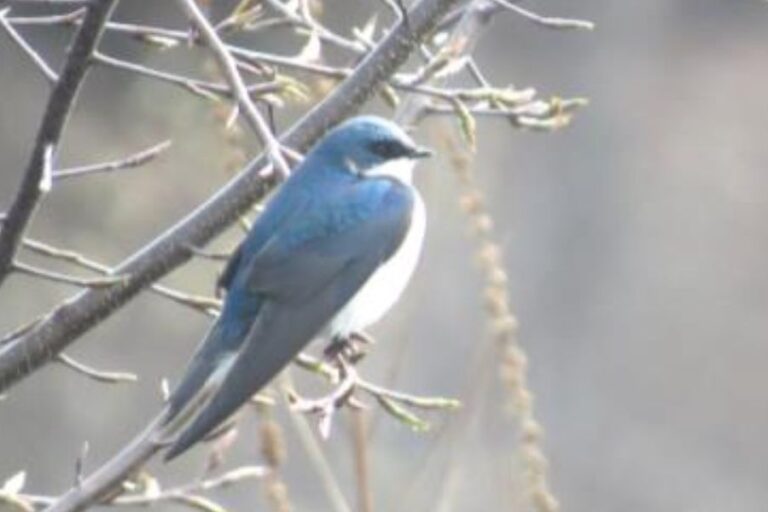 Tree Swallow