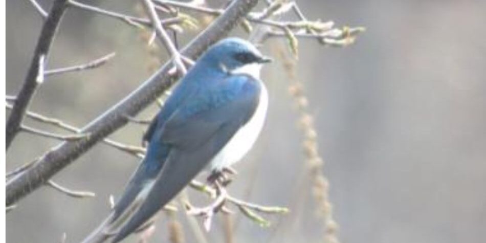 Tree Swallow Kleinstuck 950×600 Tree Swallow