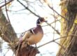 Wood Duck