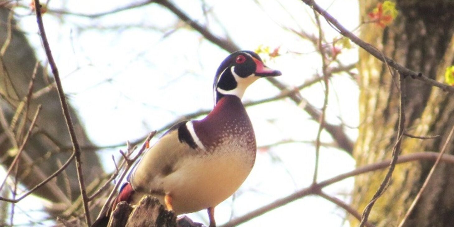 Wood Duck Brenneman 2025 Wood Duck
