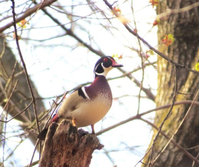 Wood Duck Brenneman 2025 Wood Duck