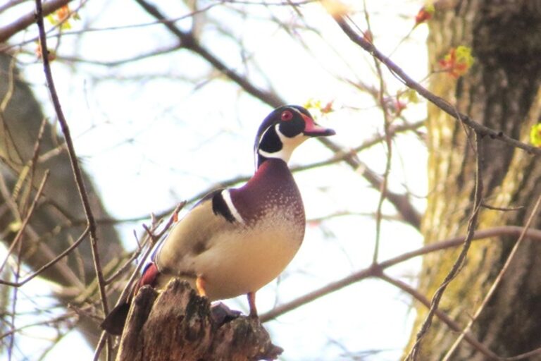 Wood Duck