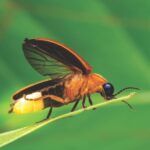 firefly