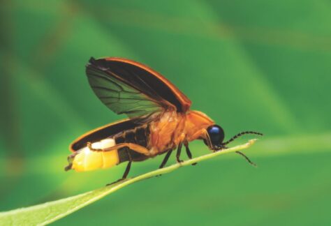 firefly