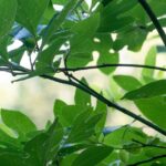 sassafras tree