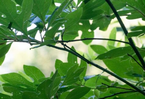 sassafras tree