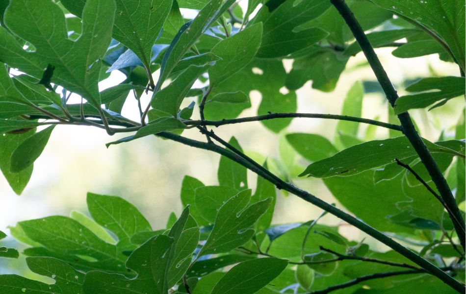 sassafras tree