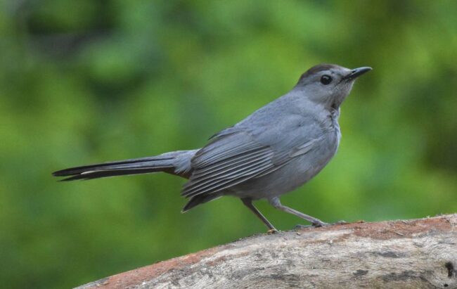 catbird 950×600