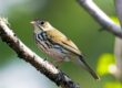 ovenbird