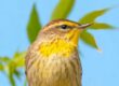 palm warbler