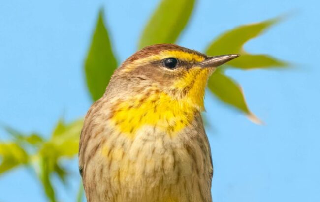 palm warbler 950×600 palm warbler