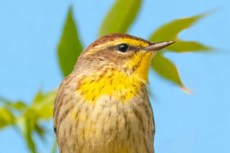 palm warbler