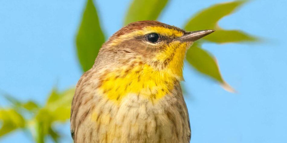 palm warbler 950×600 palm warbler