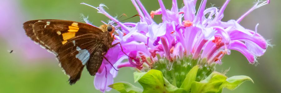 skipper on bee balm by Jim Triezenberg