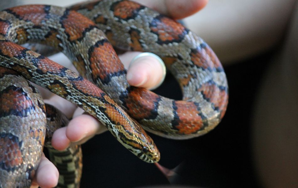 Silo the Corn Snake