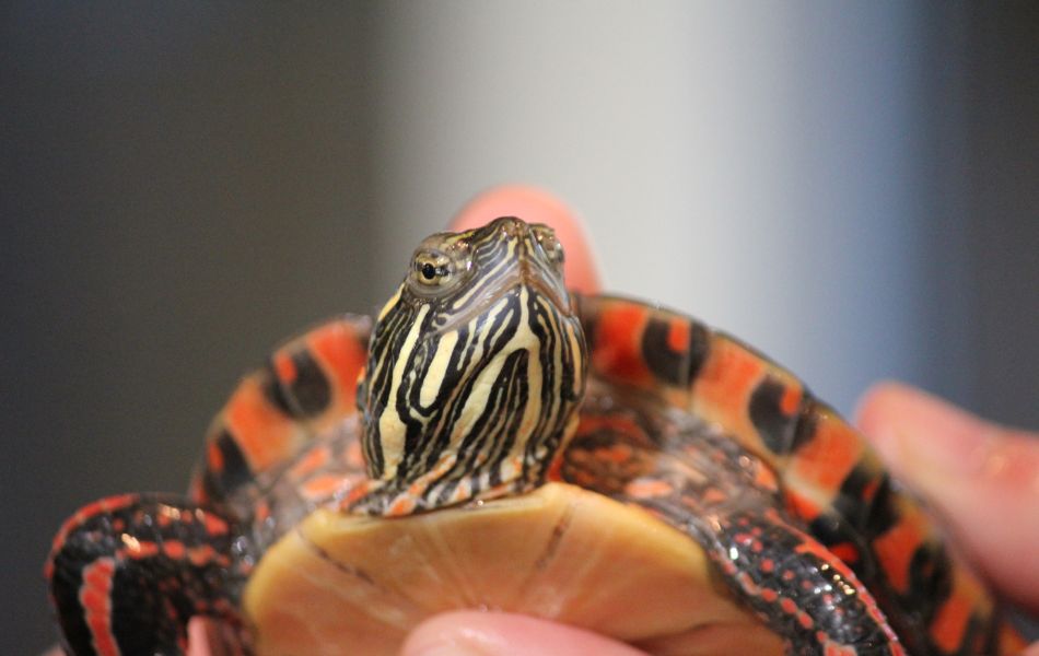 Alex the Painted Turtle