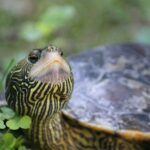 Clark the Map Turtle