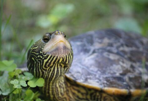 Clark the Map Turtle