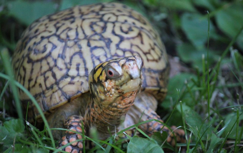 Crouton the Eastern Box Turtle