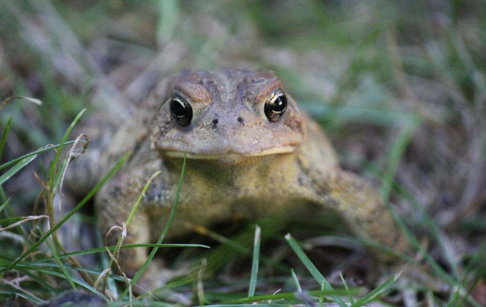 Oakley American Toad
