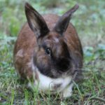 Juniper Domestic Rabbit