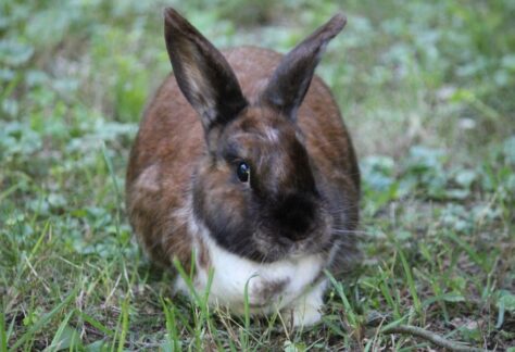 Juniper Domestic Rabbit