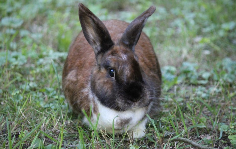 Juniper Domestic Rabbit