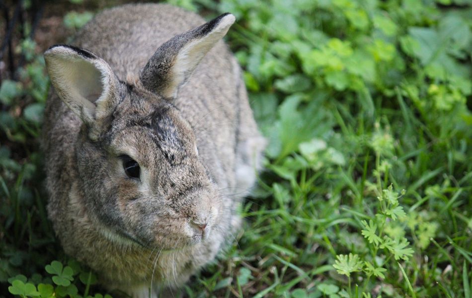 Maple Domestic Rabbit