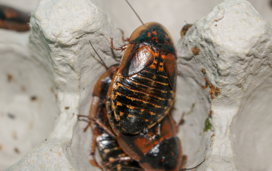 Dubia cockroach